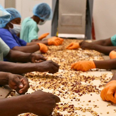 MFK Team Sorting Peanuts